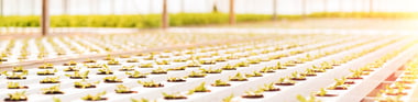 Gas Hazards in the Cannabis Industry Featured Image
