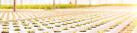 Gas Hazards in the Cannabis Industry